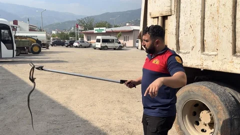 Osmaniye'de Kaçak Yılan Yakalandı