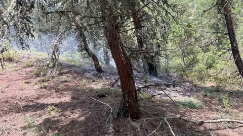 Bilecik'te Orman Yangını Oluştu