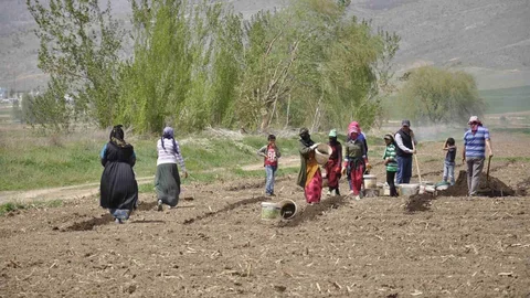 Erzincan'da Mevsimlik İşçiler Zorlu Hayat Mücadelesi Veriyor
