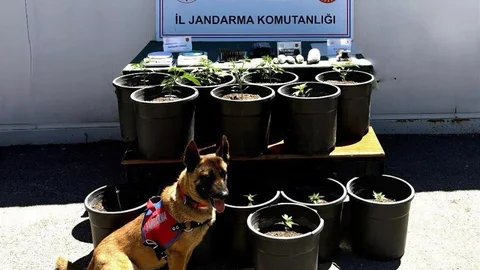 Sivas'ta Uyuşturucu Fide Ele Geçirildi