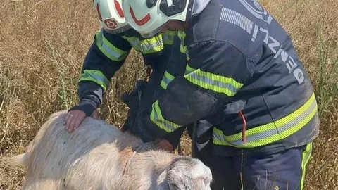 Denizli'de Koyun Kurtarma Operasyonu