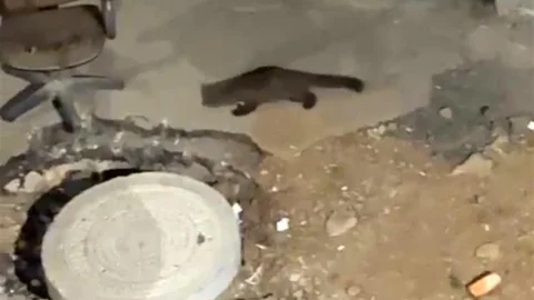 Yüksekova'da Gece Yarısı Sarsar Görüntülendi