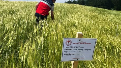 Simav'da Arpa Üretimi Kontrolleri Devam Ediyor