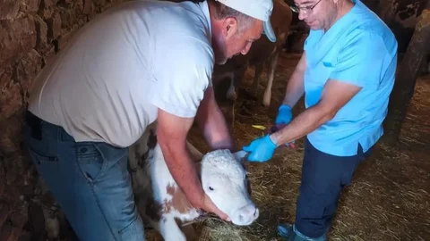 Elazığ Ağın'da Hayvan Aşılama Çalışması