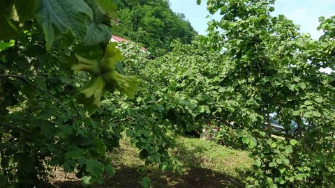 Giresun'da Samuray Arıları Doğaya Salındı