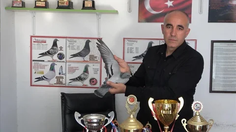 Osmaniye'den Bin Kilometre Uçan Güvercin