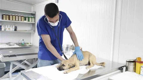 Aydın'da Sokak Hayvanları İçin Çalışmalar Devam Ediyor
