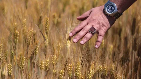 Arpa Fiyatları Düşüşte, Üretici Endişeli