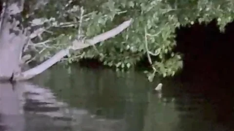 Sivas’ta Balık Ağaca Tırmandı