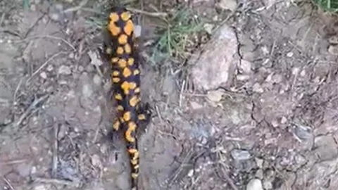 Kahramanmaraş'ta Nadir Bir Tür Görüntülendi