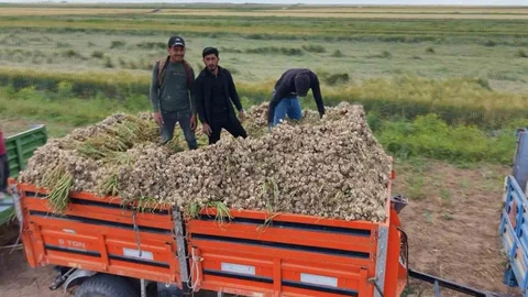 Aksaray'da Organik Sarımsak Hasadı Başladı