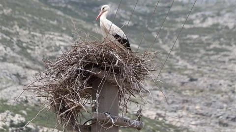 Aydın'da Leylek Yuvası Güvenli Hale Getirildi
