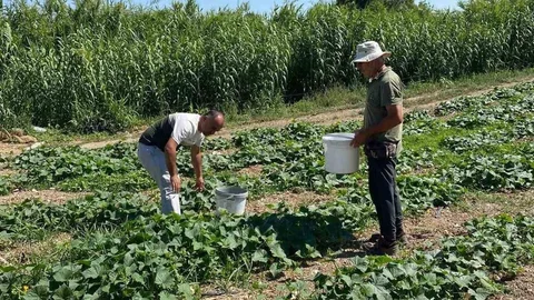 Didim'de Salatalık Numuneleri Alındı