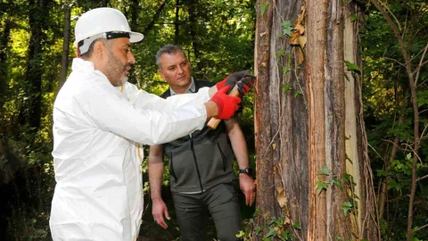 Muğla'da Sığla Yağı Üretimi Hazırlıkları Başladı