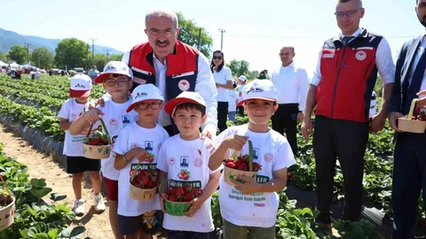 Çilek Hasadı Yenice'de Gerçekleştirildi