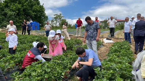 Samsun'da Yayla Çileği Hasadı Yapıldı