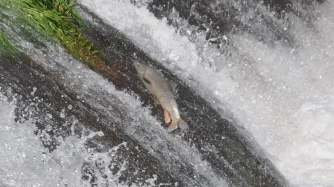 Kars'ta Tatlı Su Kefalleri Göçte