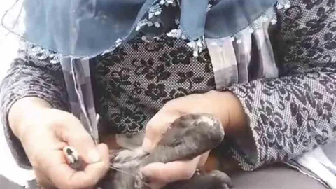 Trabzon'da Karabatak Kurtarma Anları