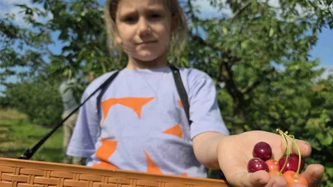 Düzce'de Kiraz Bahçesi Deneyimi