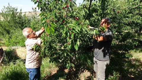 Malatya'da Kiraz Hasadı Sorunları