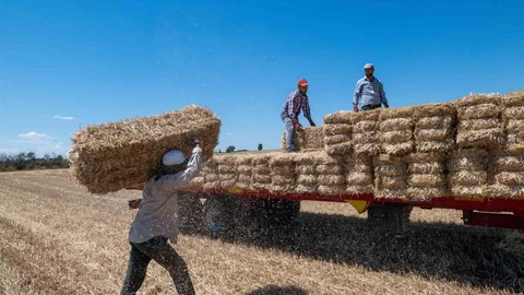 Kırklareli'nde Saman Balyası İşçiliği Başladı