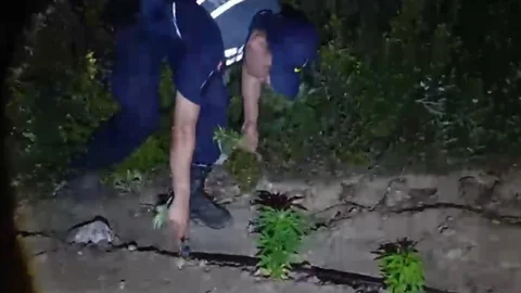 Mersin'de Kenevir Operasyonu Gerçekleşti