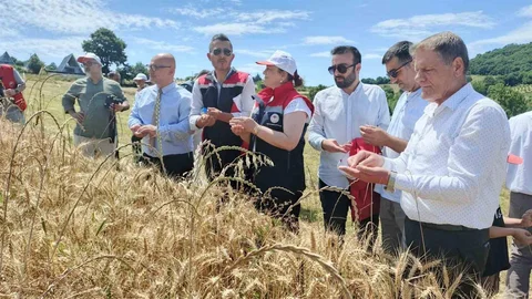 Samsun'da Hasat Heyecanı Yaşandı