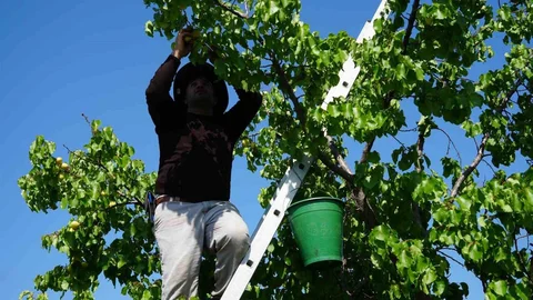 Iğdır'da Sarı Altın Hasadı Başladı