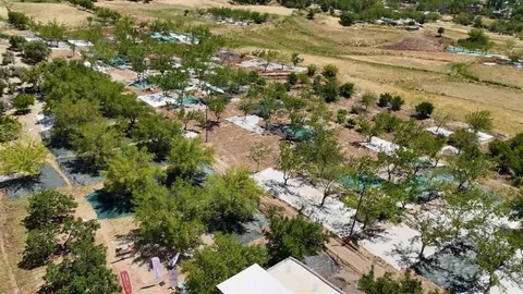 Adıyaman'da Dut Hasadı Başladı