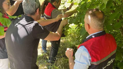 Karabük'te Samuray Arıcıkları Doğaya Salındı