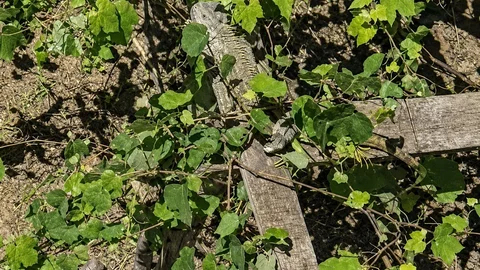 Düzce'de İtfaiye Iguana Kurtardı
