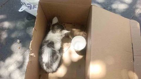 Siirt'te Yavru Kedi Kurtarıldı