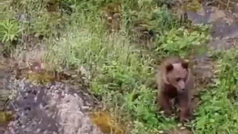 Karabük'te Ayı Görüntülendi