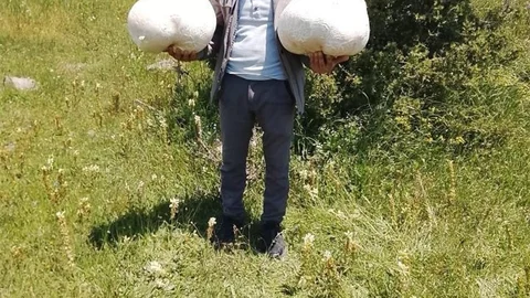 Sivas’ta Dev Mantar Bulundu