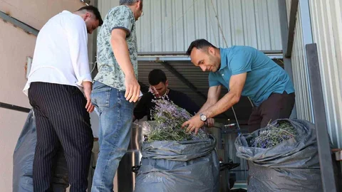 Düzce'de Lavanta Üretimi Destekleniyor