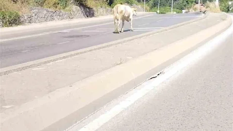 Ümraniye'de Cadde Ortasında Başıboş İnek Görüntülendi