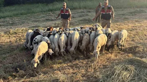 Tunceli'de Kayıp Hayvanlar Bulundu