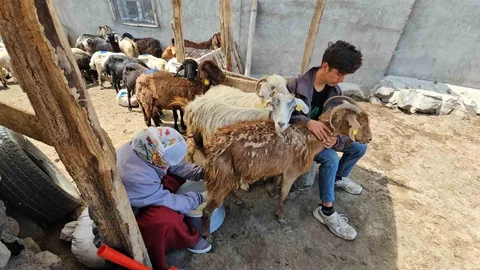 Adilcevaz'da Yayla Mevsimi Yoğun Geçiyor
