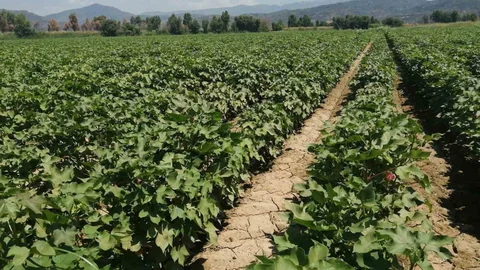 Aydın'da Pamukta Zararlı Uyarısı Yapıldı
