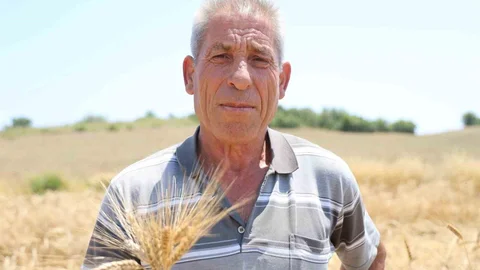Adana'da Karakılçık Buğdayı Yeniden Üretimde