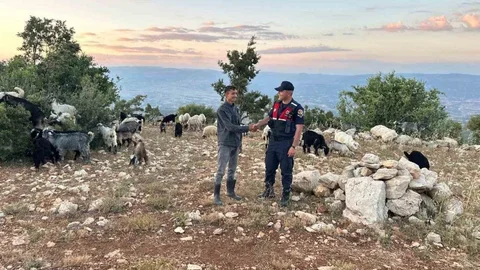 Mersin'de Dronla Kayıp Hayvanlar Bulundu