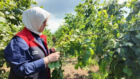 Düzce'de Fındık Bahçelerinde İnceleme Yapılıyor
