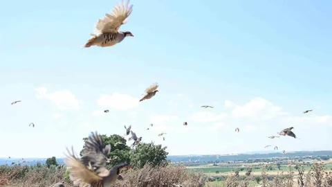 Çanakkale'de 1000 Kınalı Keklik Salındı