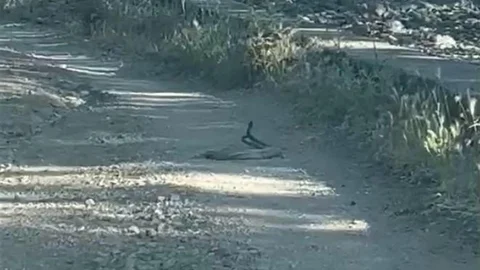 Bingöl'de Yılanların Dansı Görüntülendi