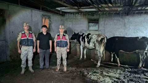 Kilis'te Kayıp Hayvanlar Bulundu