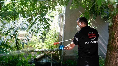 Düzce'de Asya Kaplan Sivrisineği Uyarısı