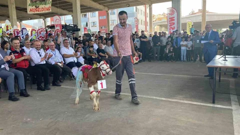 Otuz Buzağı Arasında En Güzeli Seçildi