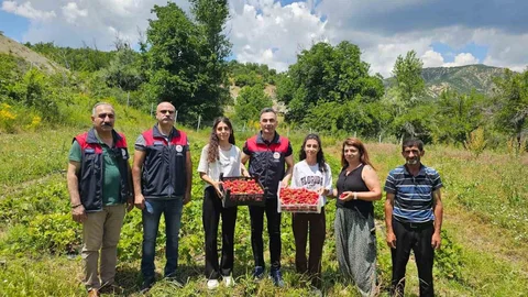 Tunceli'de Kadınların Çilek Hasadı Başarıyla Gerçekleşti