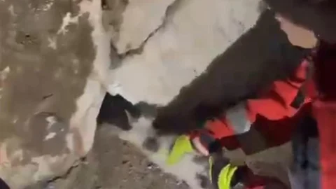 Muğla'da Duvara Sıkışan Kedi Kurtarıldı