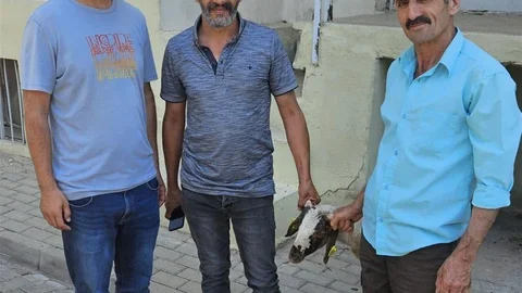 Aydın'da Kayıp Kuzu Sahibine Ulaştırıldı